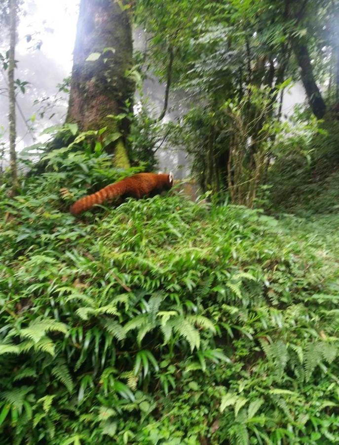 Lama Hotel - Cafe De Himalaya Lukla Zewnętrze zdjęcie
